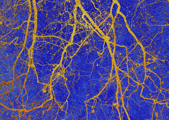 Photo abstract of tree branches with golden lines traversing a deep blue background