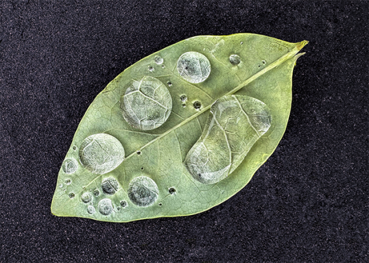 Vibrant green leaf displayed against a dark asphalt background, covered in clear, reflective water droplets