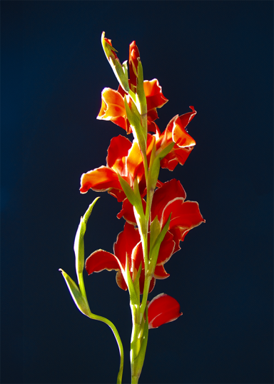 Photo watercolor of a vibrant red gladiolus with lush green stems