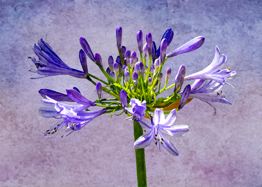 Photo watercolor of a bright purple African Lily blooming against a softly textured, multi-colored background