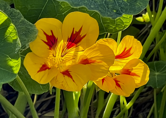 Photo watercolor of bright Monk Cress yellow flowers with red streaks