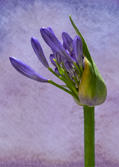 Photo watercolor of a purple African Lily budding with partially opened blooms