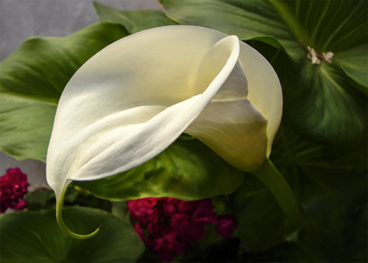 Photo watercolor of a graceful white calla lily unfurling its petals