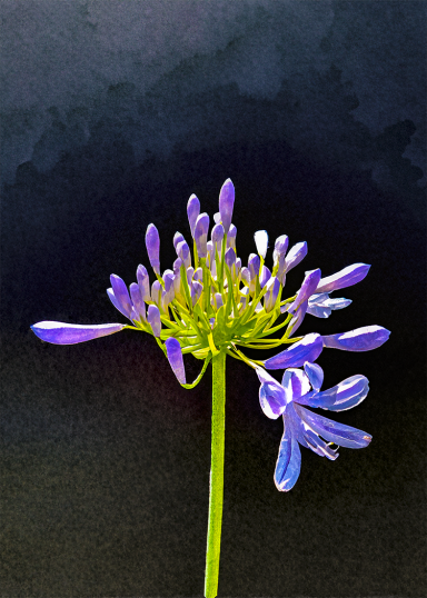 Photo watercolor of a bright purple African Lily blooming