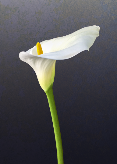 Photo watercolor single of a white calla lily